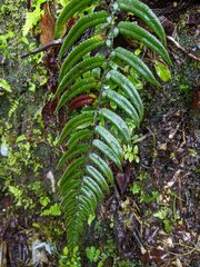Polystichum xiphophyllum