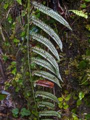 Polystichum xiphophyllum