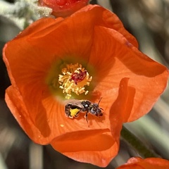 Macrotera