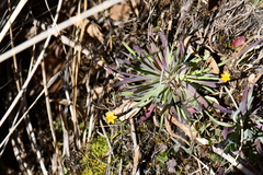 Sisyrinchium cernuum