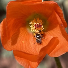Macrotera
