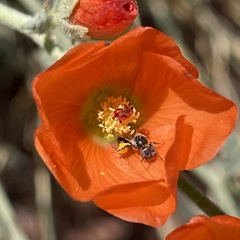 Macrotera