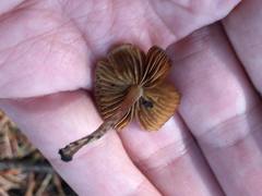 Pholiota highlandensis