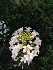 Lysimachia candida