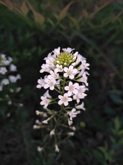 Lysimachia candida