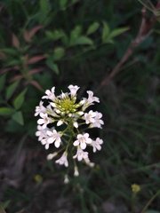 Lysimachia candida