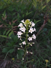 Lysimachia candida
