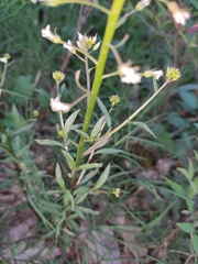 Lysimachia candida