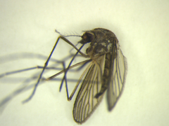 Aedes antipodeus