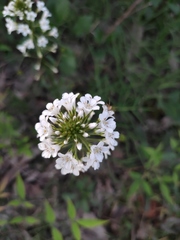 Lysimachia candida