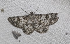 Thallogama corticola