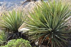 Yucca madrensis