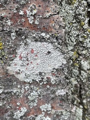 Lecanora