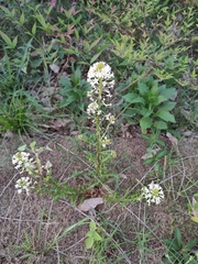Lysimachia candida