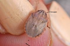 Eurygaster alternata