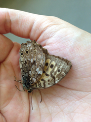 Neope niphonica niphonica