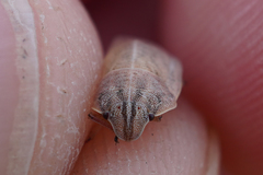 Eurygaster alternata