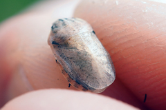 Eurygaster alternata