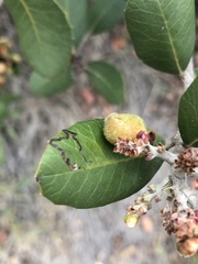 Stigmella prunifoliella