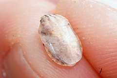 Eurygaster alternata