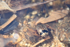 Thermonectus nigrofasciatus nigrofasciatus