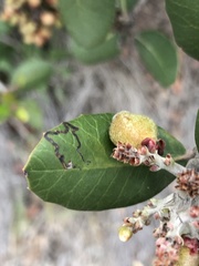 Stigmella prunifoliella