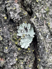 Flavoparmelia caperata