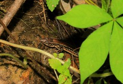 Medopheos edracanthus