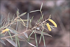 Acacia leptostachya