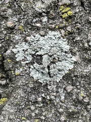 Flavoparmelia caperata