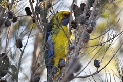 Platycercus caledonicus