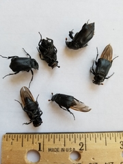 Nicrophorus nigrita