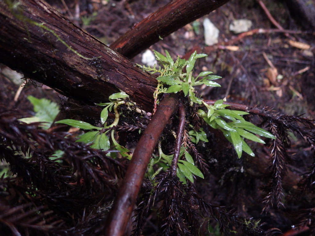Goodyera recurva