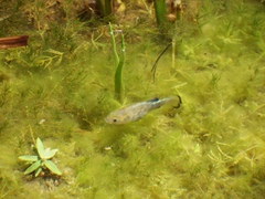 Cyprinodon nevadensis shoshone