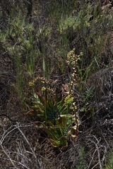 Dudleya candelabrum