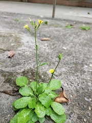 Youngia japonica