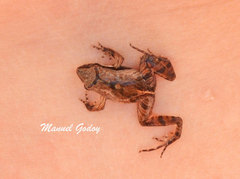 Physalaemus gracilis