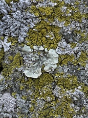 Flavoparmelia caperata