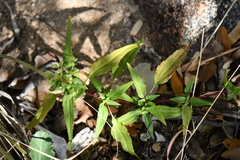 Ageratina paupercula