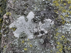 Lecanora
