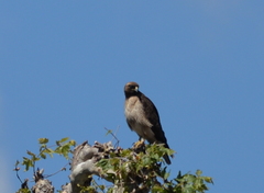 Buteo jamaicensis