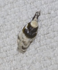 Callimima lophoptera