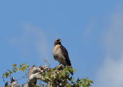 Buteo jamaicensis