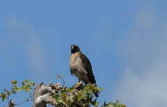 Buteo jamaicensis