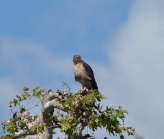 Buteo jamaicensis