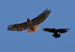 Corvus brachyrhynchos
