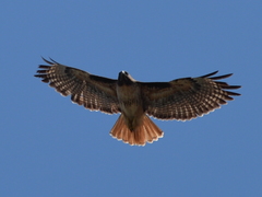 Buteo jamaicensis