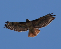 Buteo jamaicensis