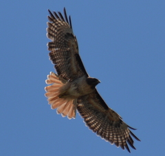 Buteo jamaicensis