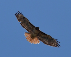 Buteo jamaicensis